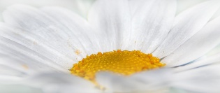Chrysanthemum-659111_1280
